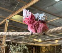 FB_IMG_1720341816325